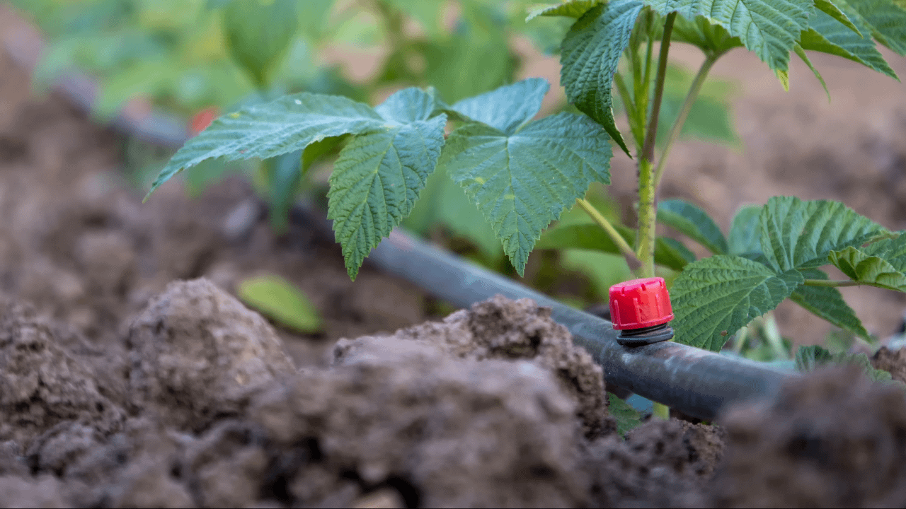 Sustainable Farming Practices For Growing Organic Durian